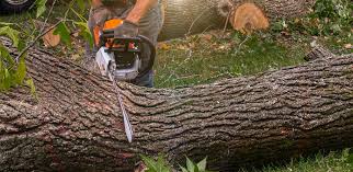 How Our Tree Care Process Works  in  Saranac Lake, NY