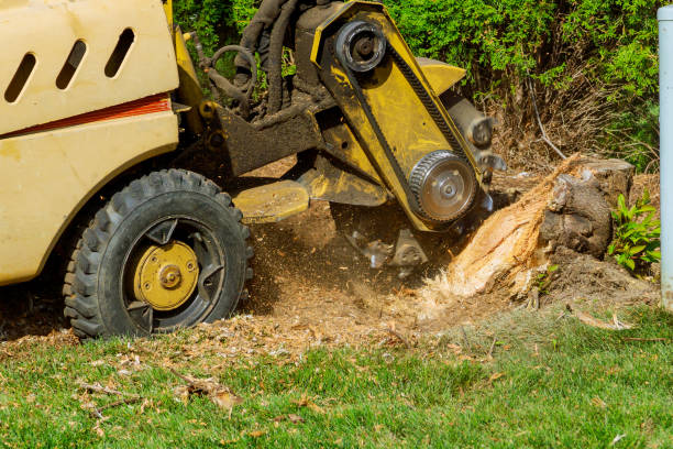 Best Lawn Watering Services  in Saranac Lake, NY