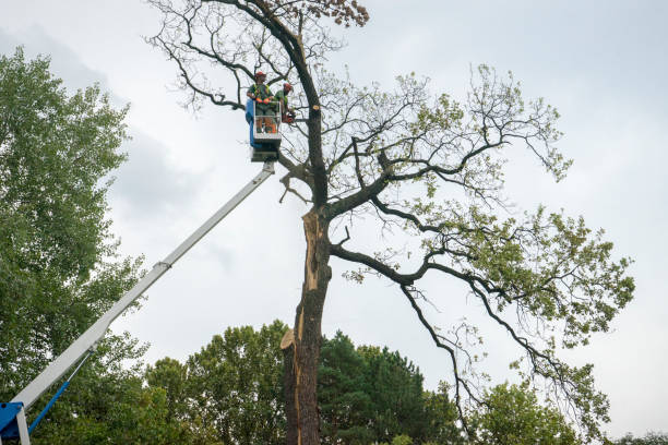 Best Root Management and Removal  in Saranac Lake, NY